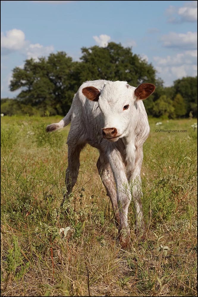 texas longhorns, texas longhorn cattle, longhorn cattle for sale, longhorns for sale,