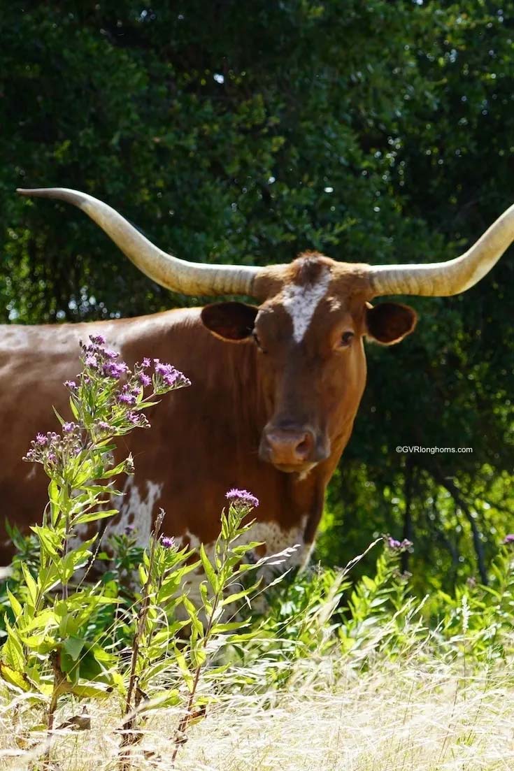 texas wildflowers at gvrlonghorns,texas longhorn cow