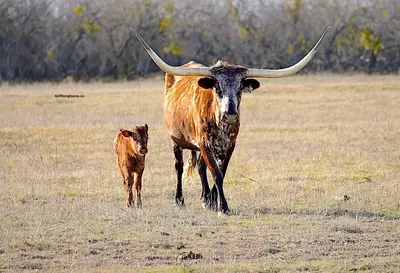 longhorn cow and calf