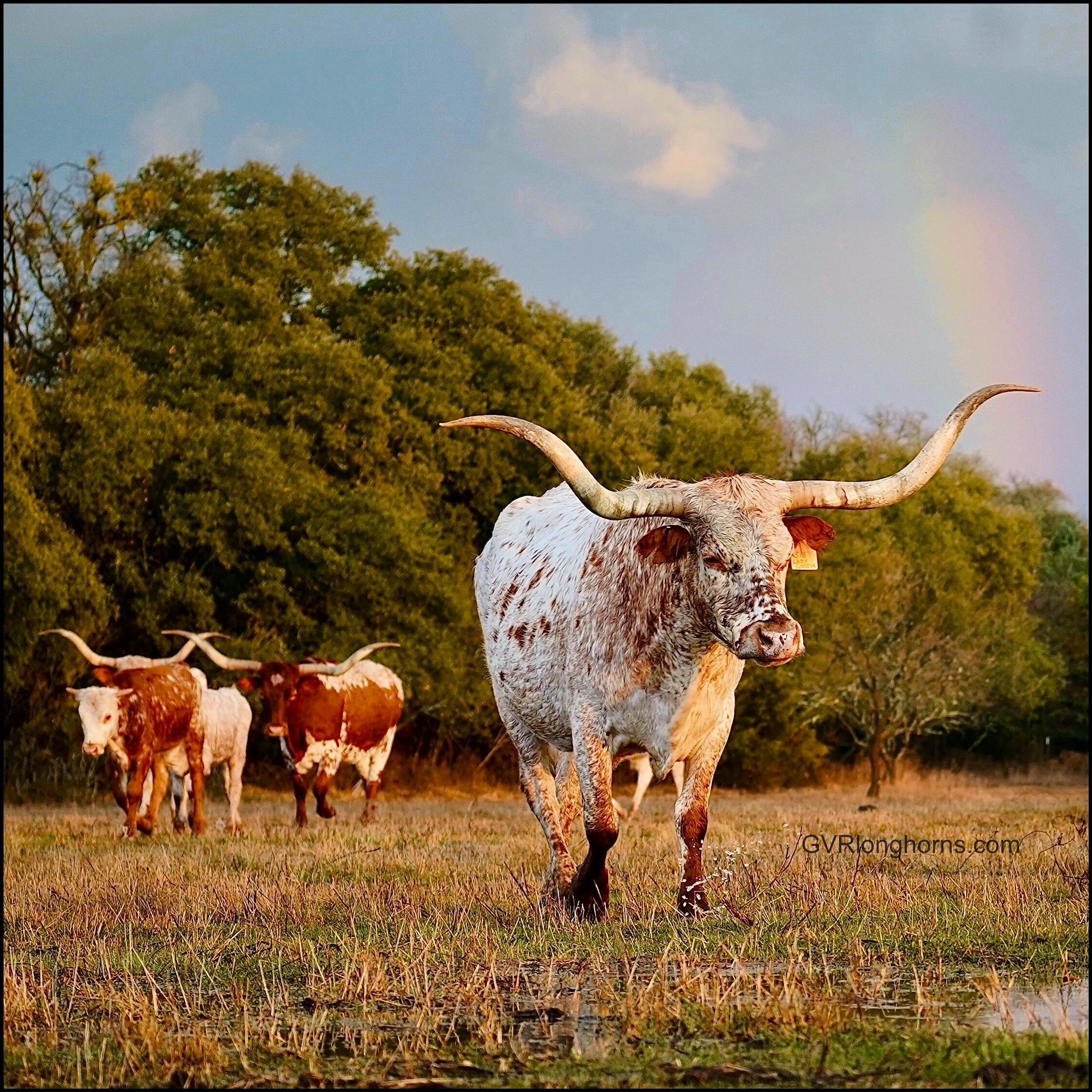 Texas longhorn bull