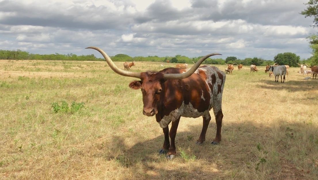 Longhorn cattle standing in a field