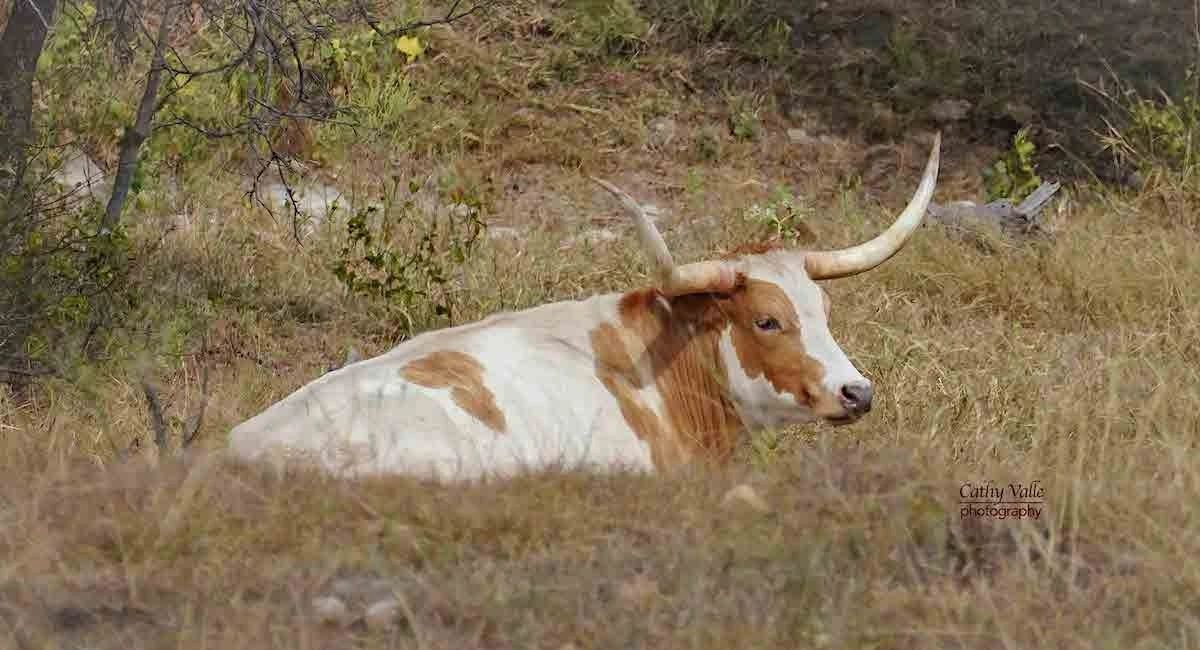Longhorn cattle laying in field