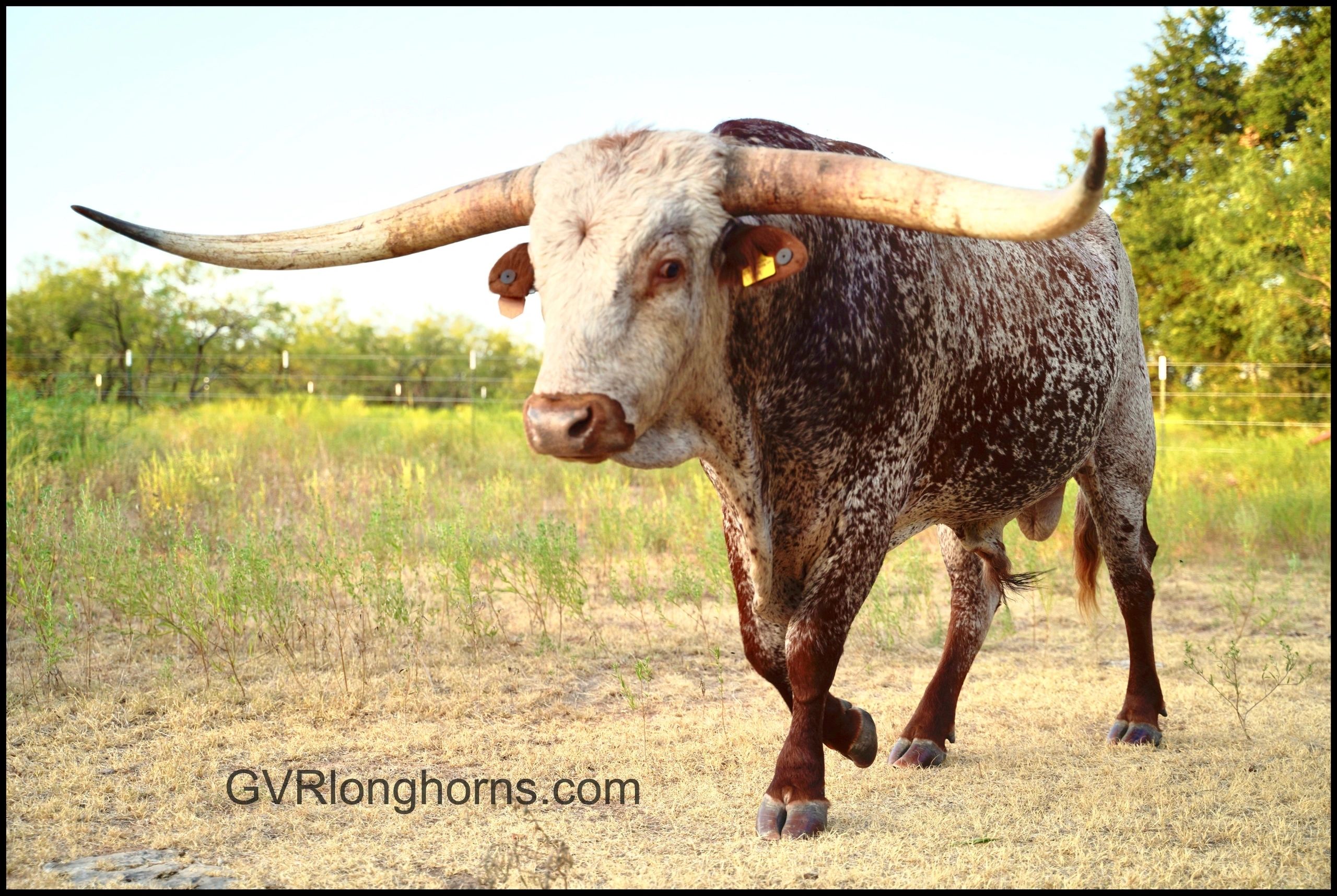 Longhorn cattle, walking in a field