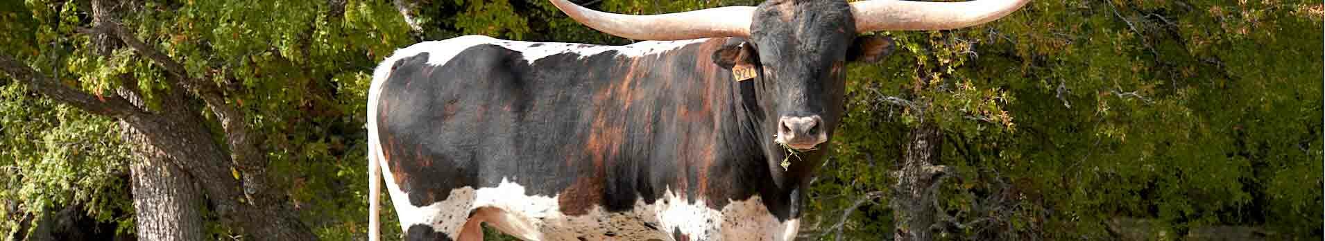 texas-longhorn-bull