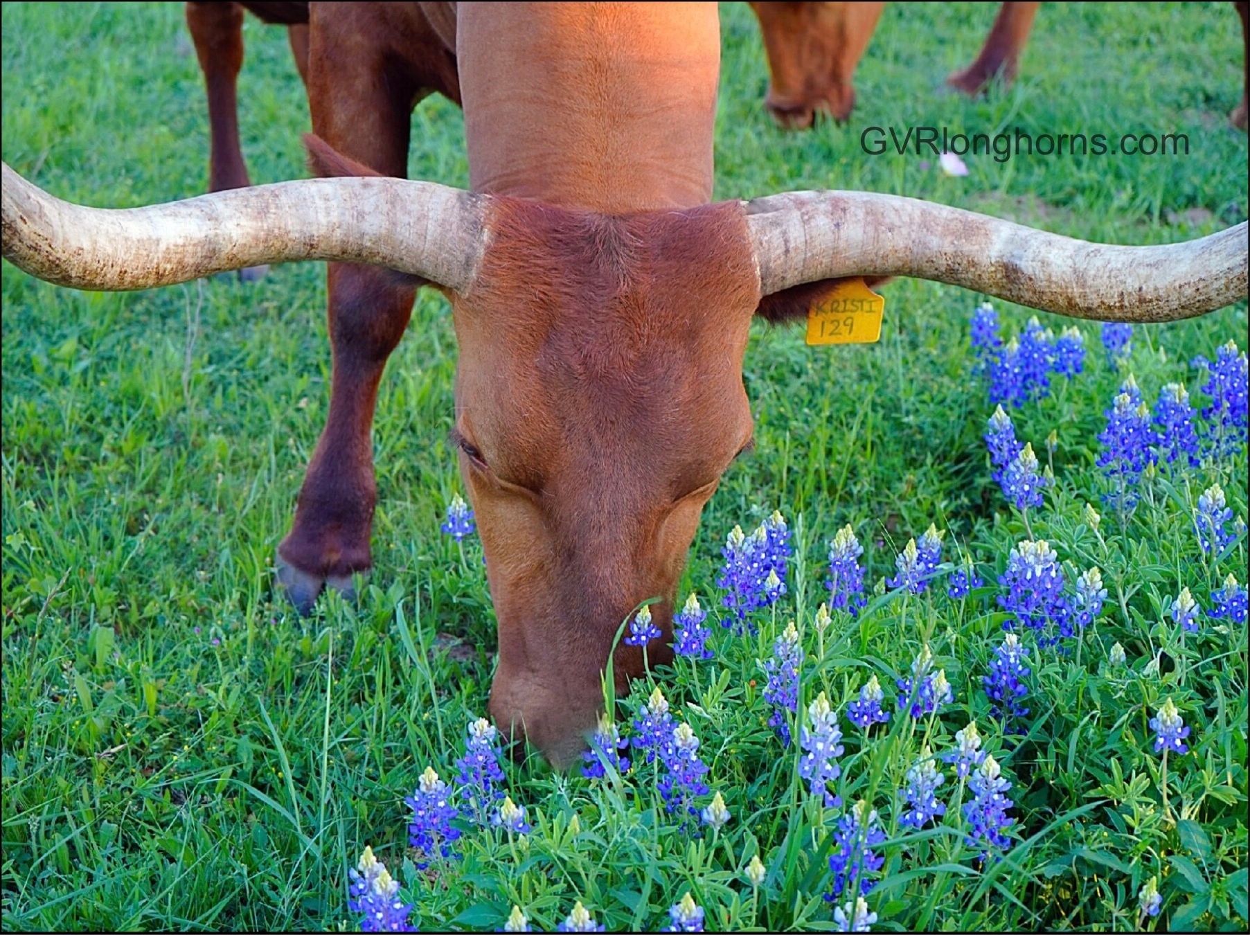 longhorn cow in bluebonnet