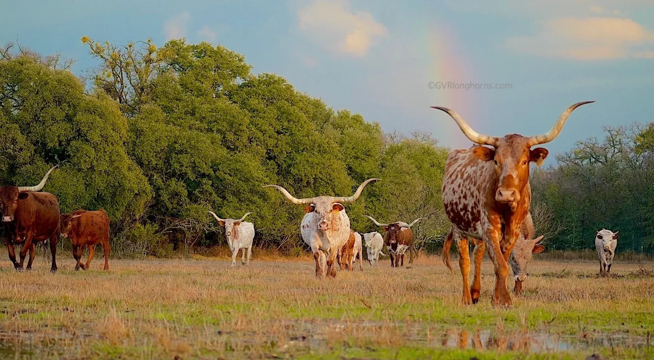 Texas longhorn cattle standing in a field