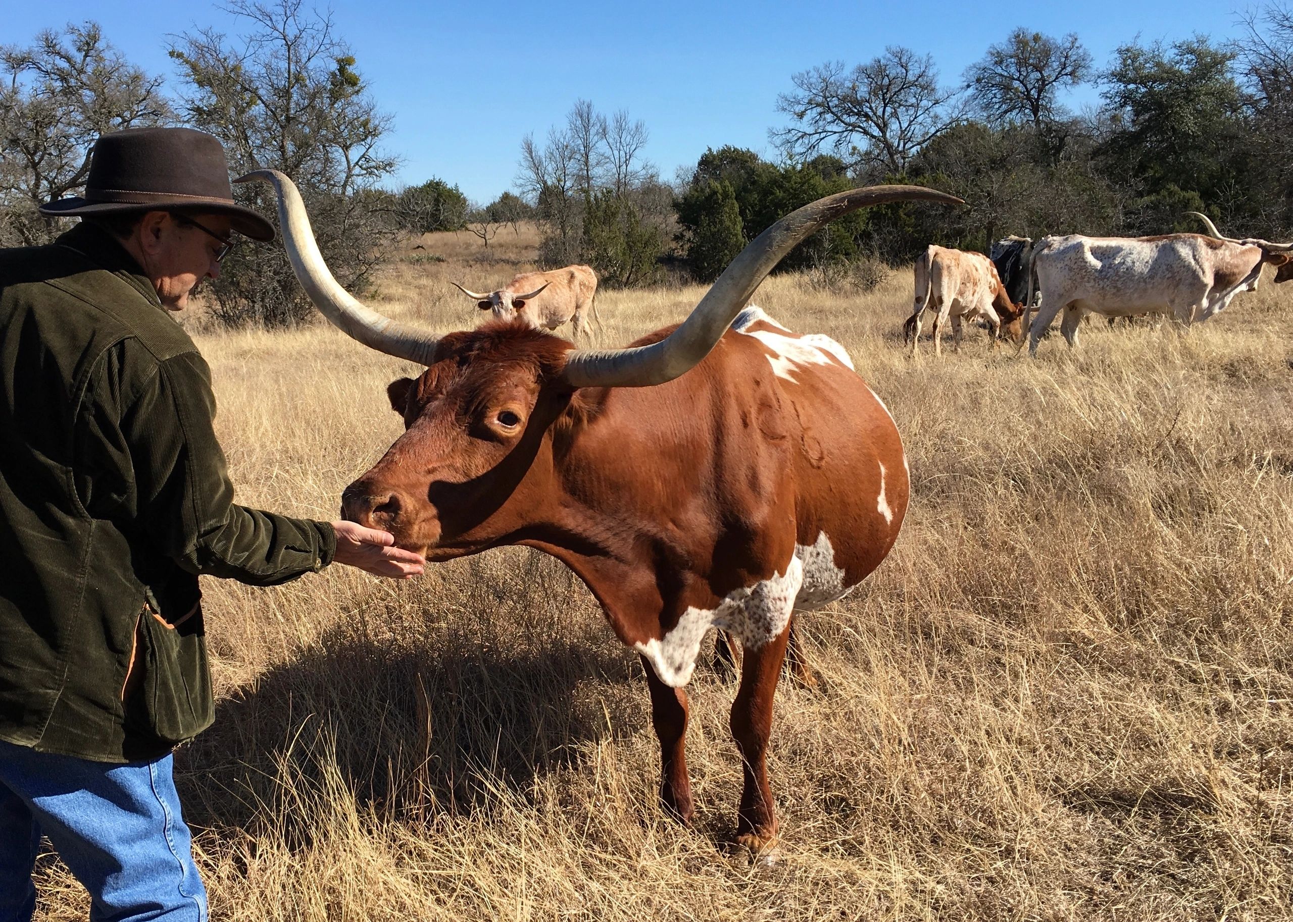 Man interacting with longhorn cattle in a field