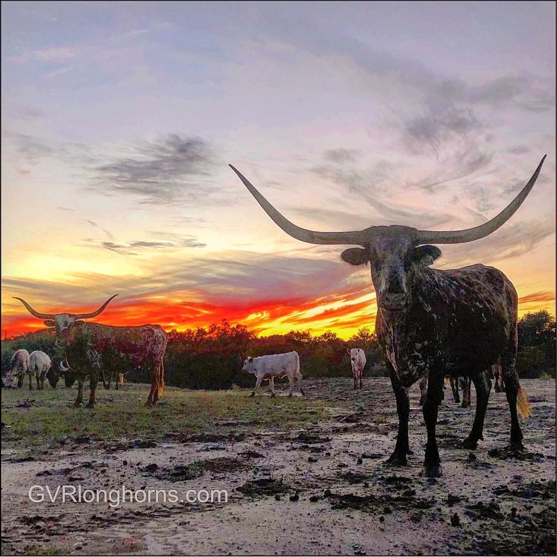Longhorn cattle at sunset