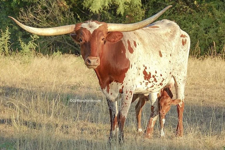 Nirvana's Jewel - Texas Longhorn cow for sale
