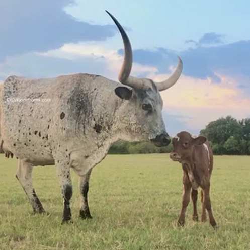 Texas Longhorn Cattle Blog