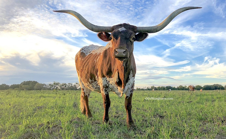 Longhorns for sale Texas - big horns