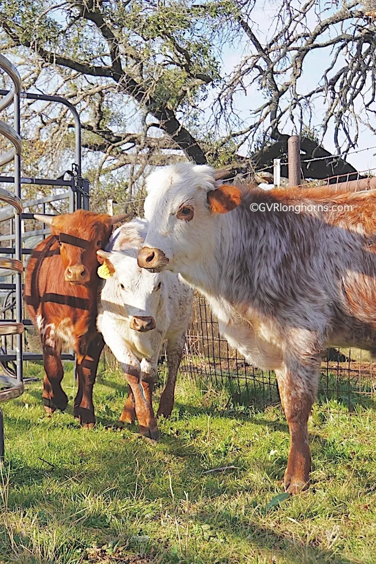 Sold Texas Longhorn calves