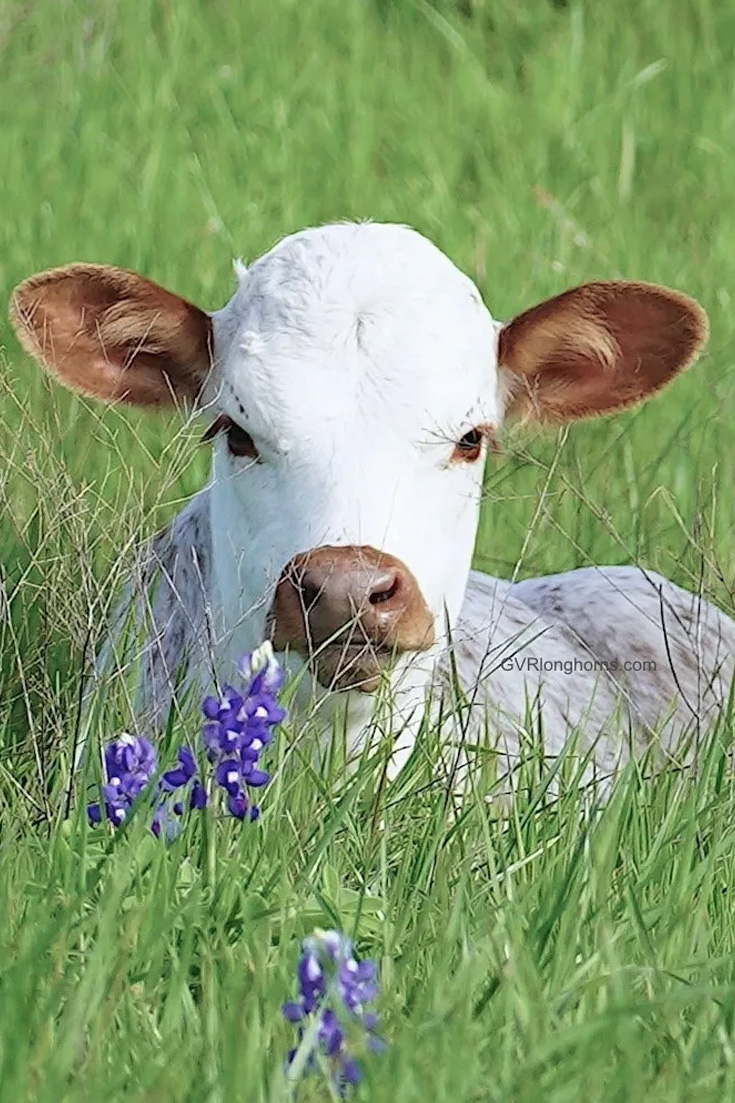 Sold Texas Longhorn heifer calf