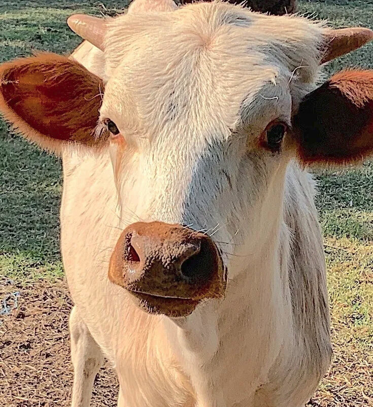 texas-longhorn-calf-at- Dallas-ISD