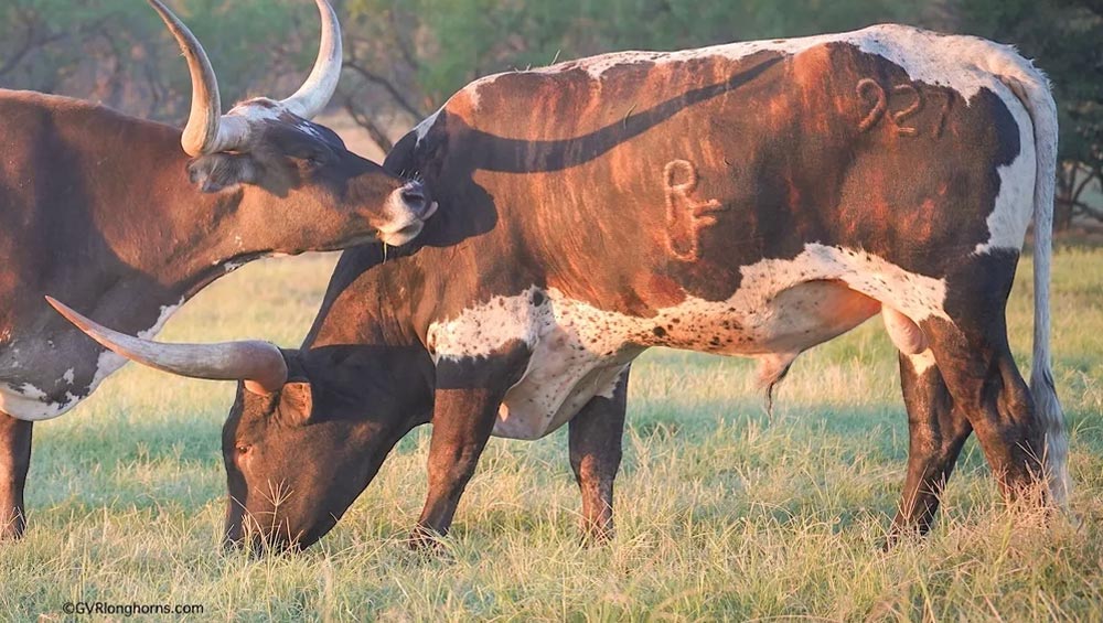 Longhorns grazing in a field