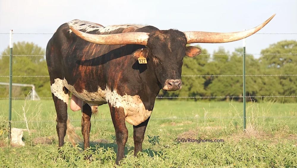 longhorn-03