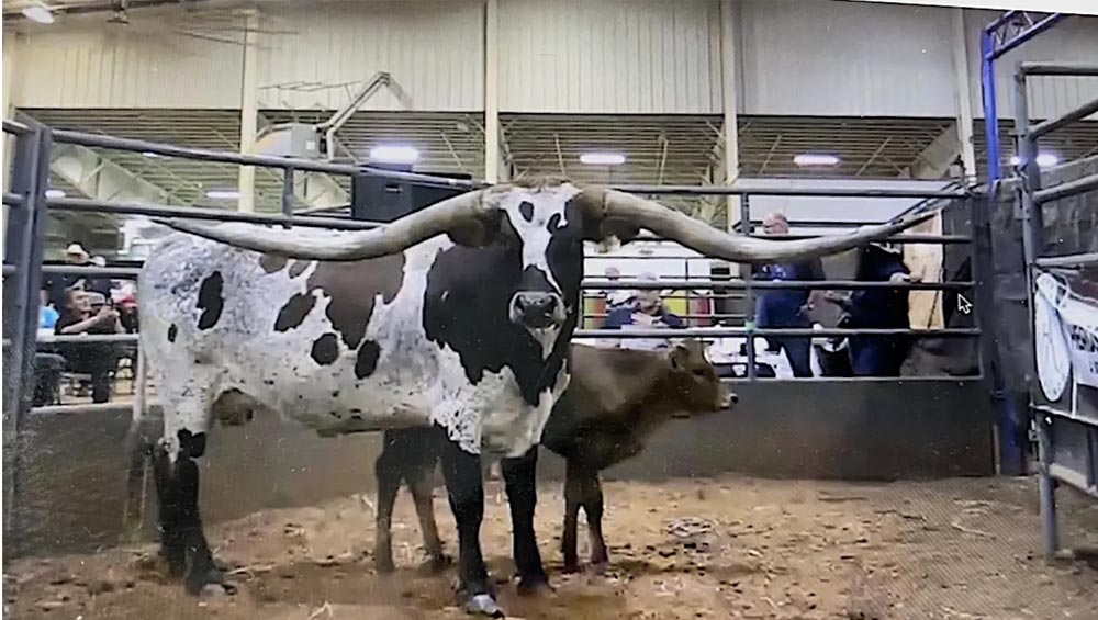 HR-Rosette-longhorn -cow