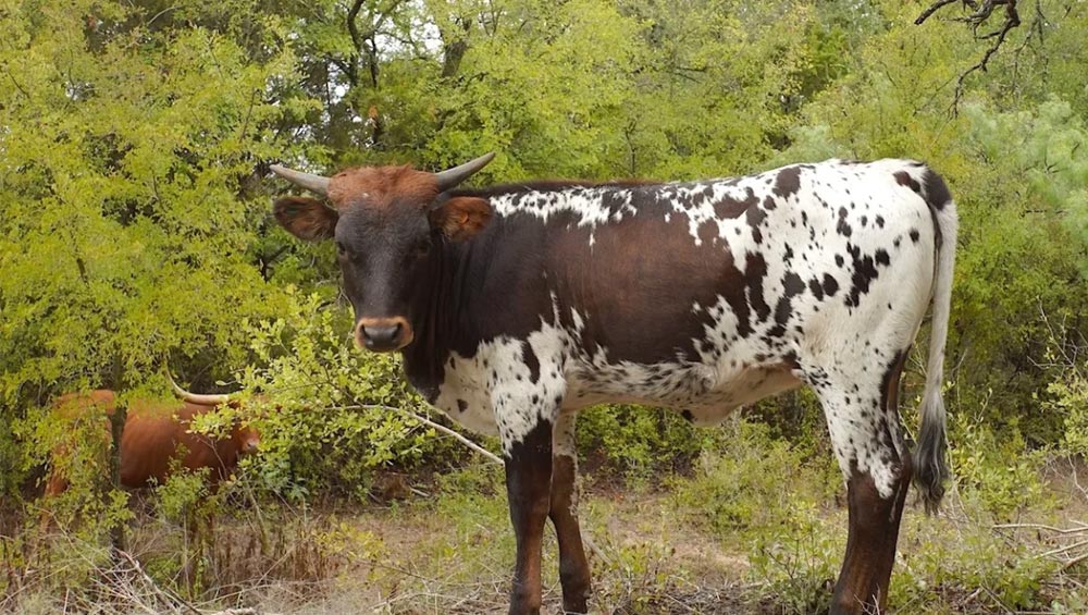 rjf-texas-rebel-heifer-calf