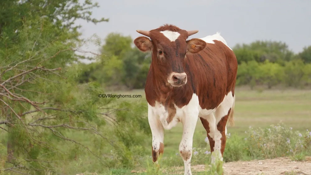 longhorn-heifer-calf- by rjf-texas-rebel