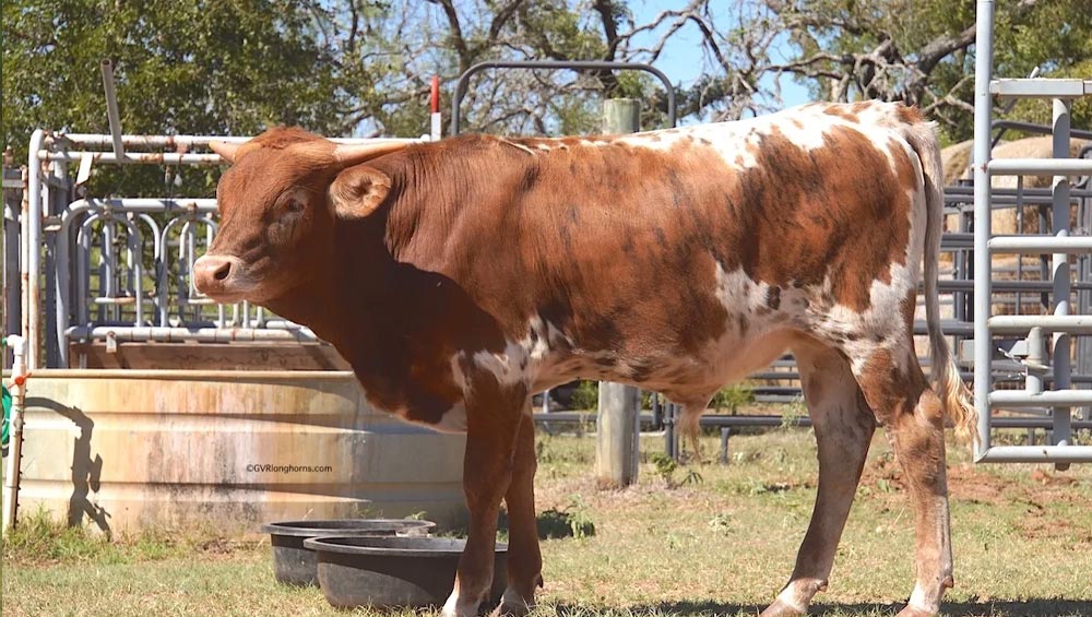 rjf-texas-rebel-bull-calf