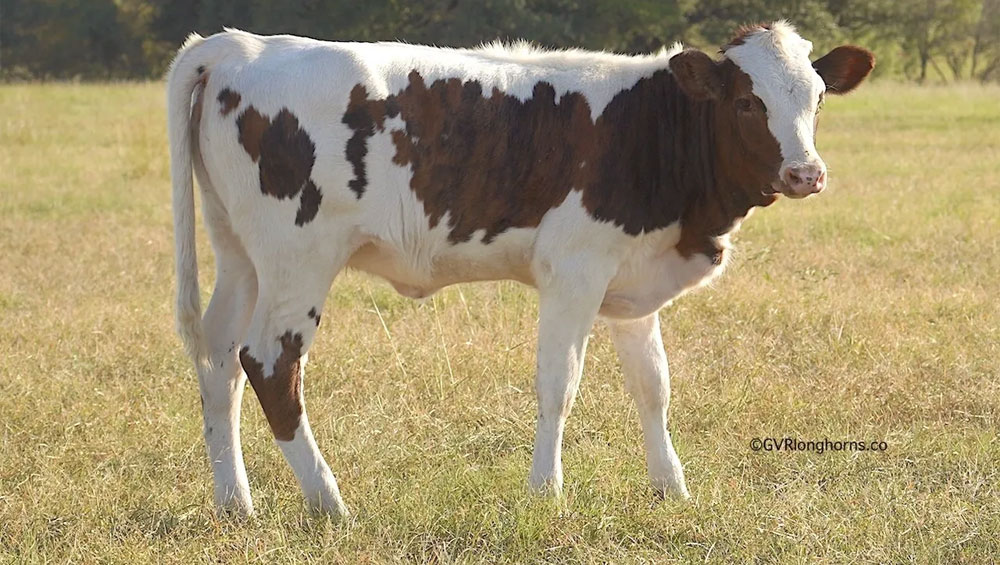 rjf-texas-rebel-heifer-calf