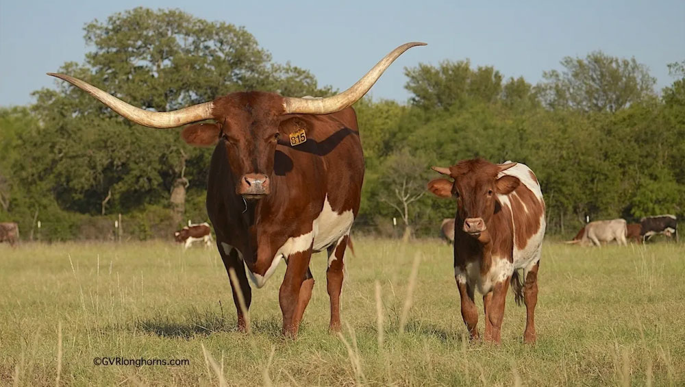 texas-longhorn-cow-and calf