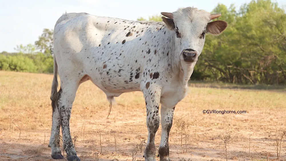 texas-longhorn-bull