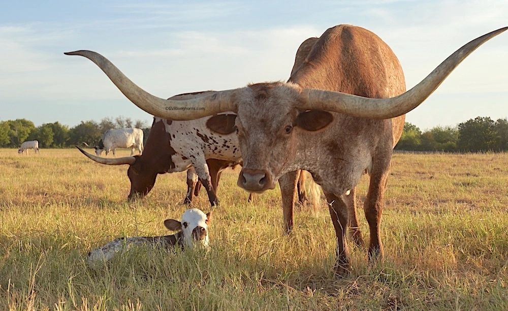 Longhorn cattle in a field