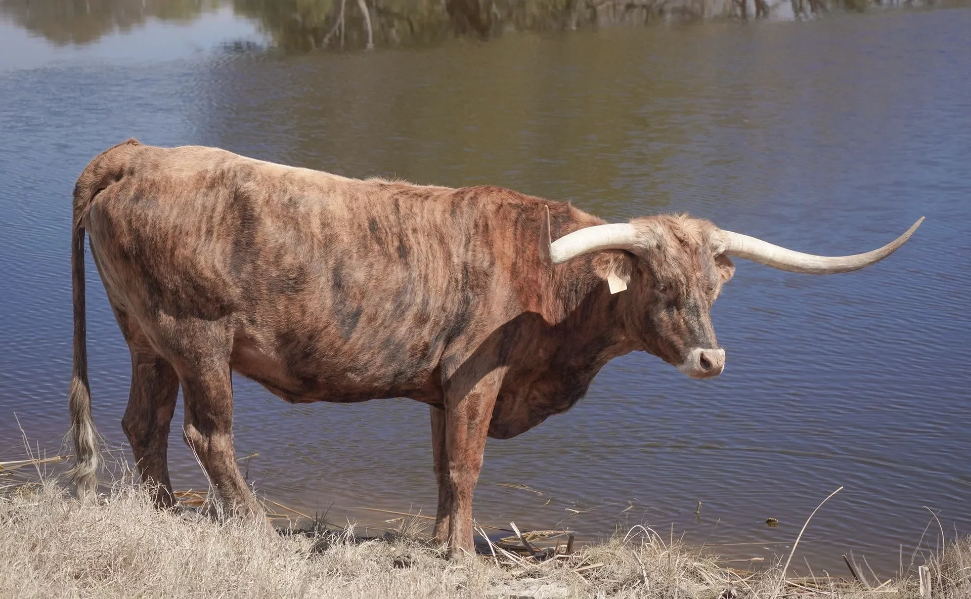 longhorn cattle for sale in TX Blog Header