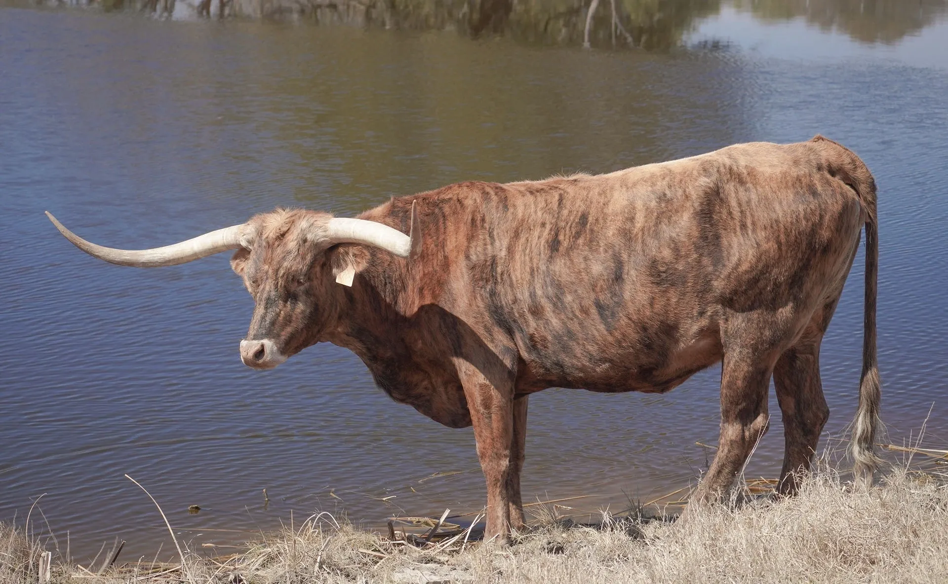 longhorn cattle for sale in TX Blog Header