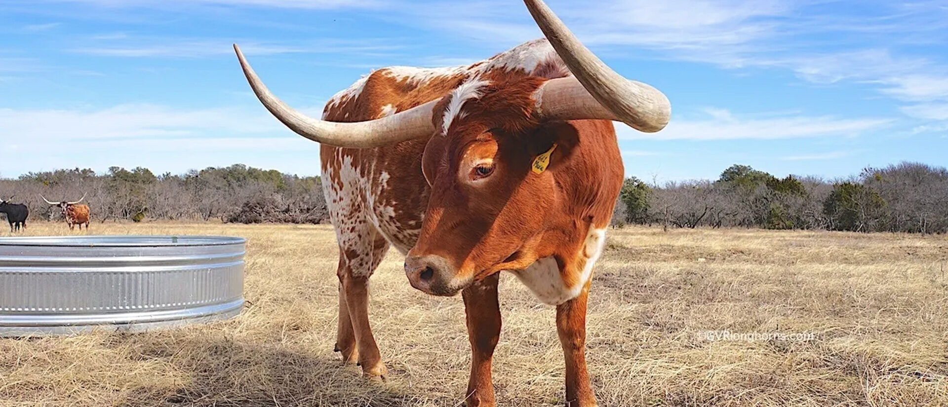 Longhorn Cattle in Texas Pasture