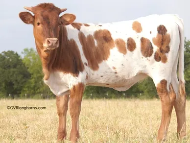 Loretta - Sold Texas Longhorn heifer