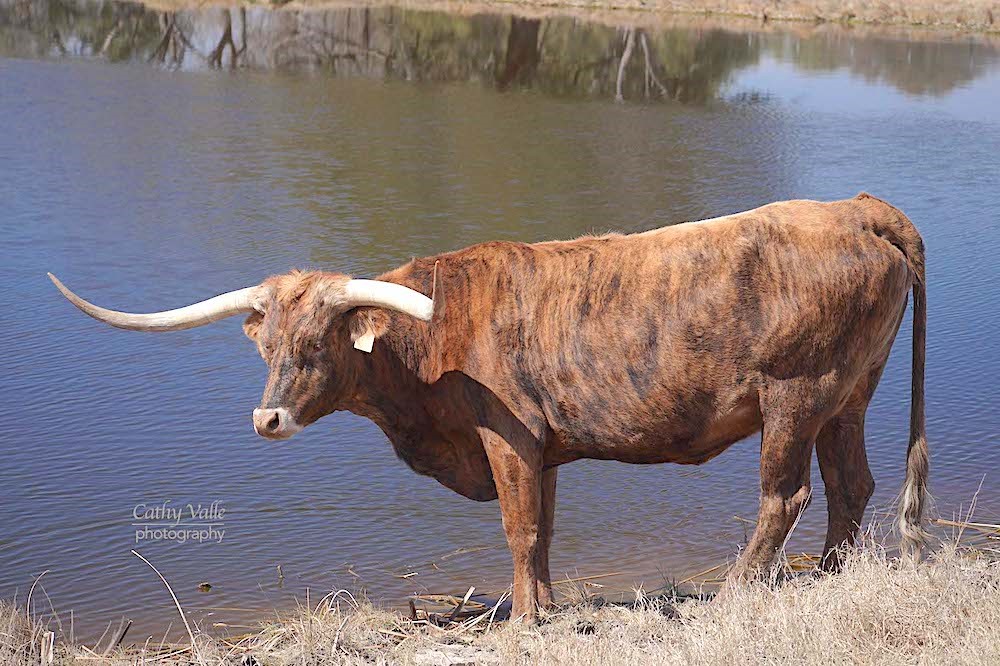 Sweetpepper - Texas Longhorn cow for sale