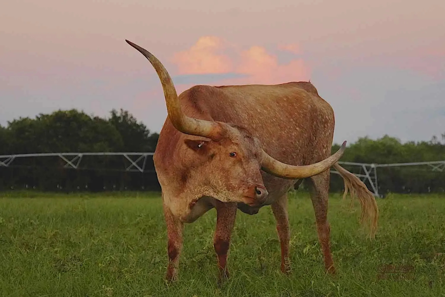 Longhorn cattle in field at sunset