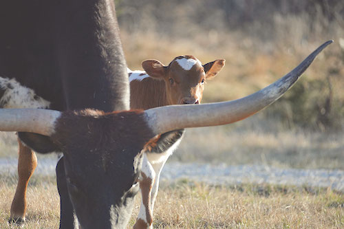 longhorn-calf-behind-mother-cow