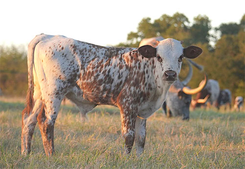 spotted-longhorn-calf-in-field