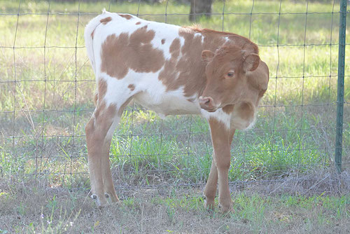 longhorn-calf-for-sale