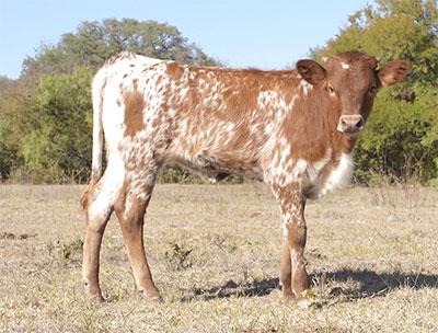 Amooletta - Sold Texas Longhorn heifer calf
