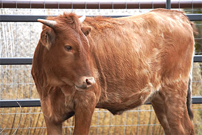 Longhorn-calf