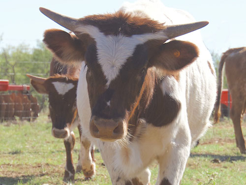 longhorn-calf