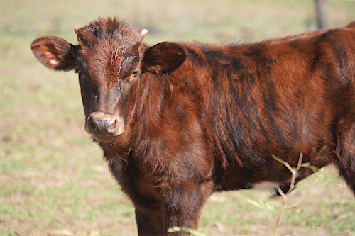 texas-longhorn-calf-for-sale