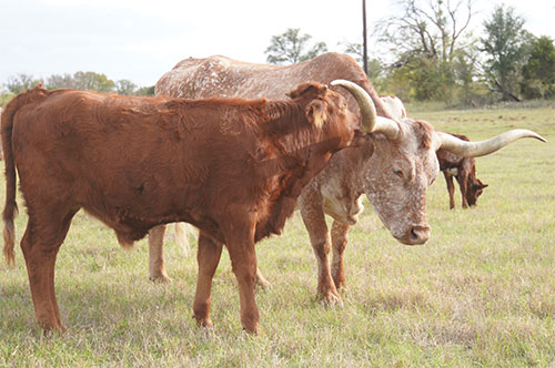 longhorn-steer-with-his-mama-cow