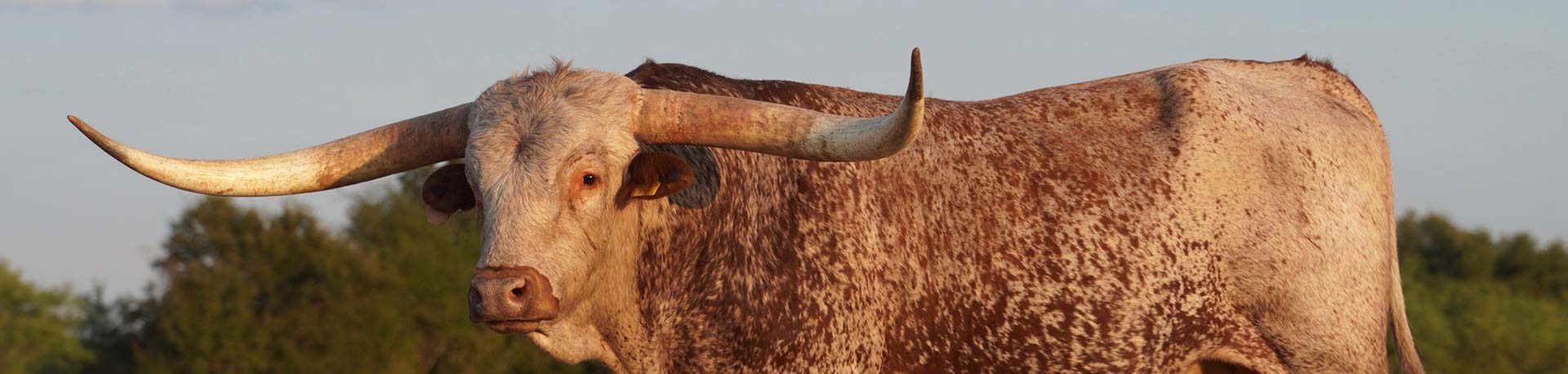 Longhorn Bulls for Sale Texas