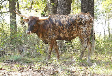 Double Cinco - Texas Longhorn heifer for sale