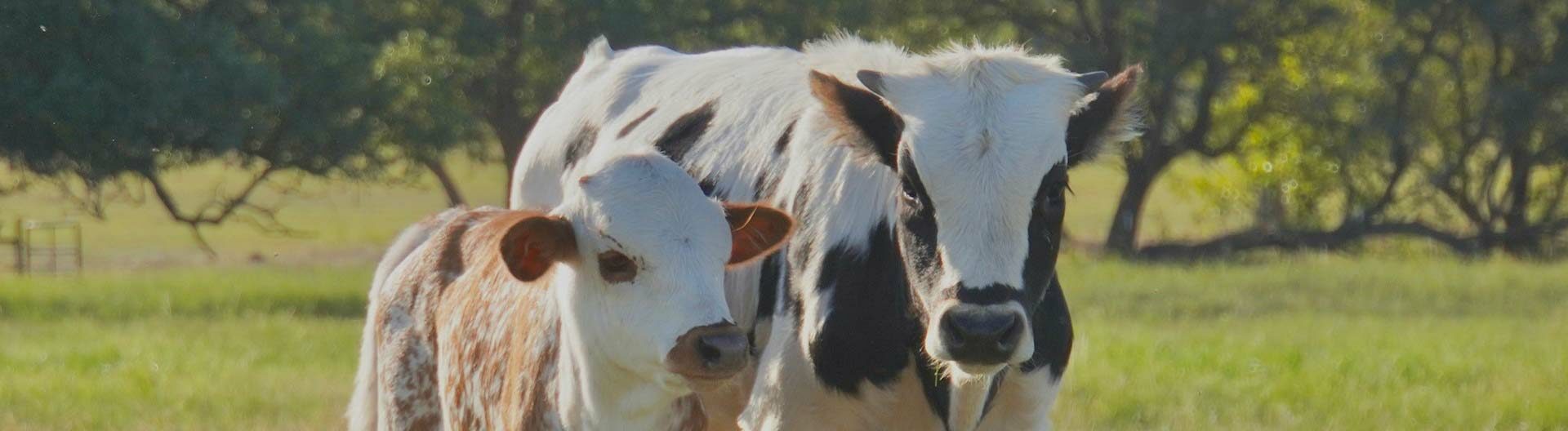 Longhorn calves for sale in a Texas field