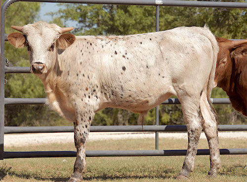 longhorn-calf-standing-by-gate