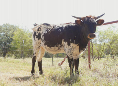 Kristina - Sold Texas Longhorn calf