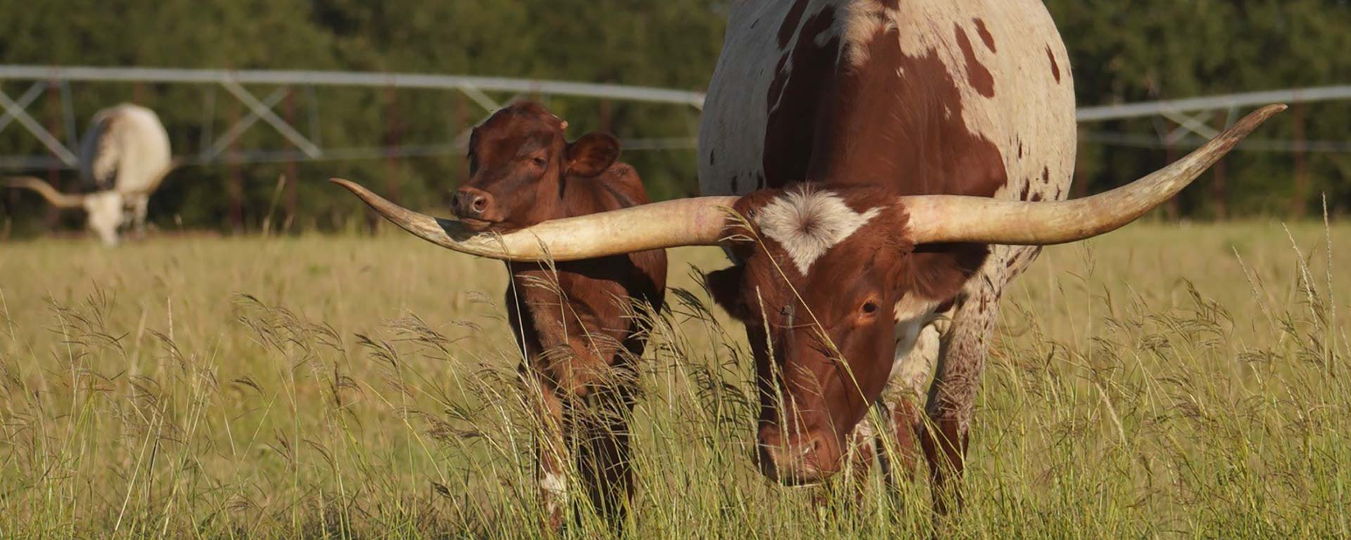 Longhorn Cows For Sale Banner image