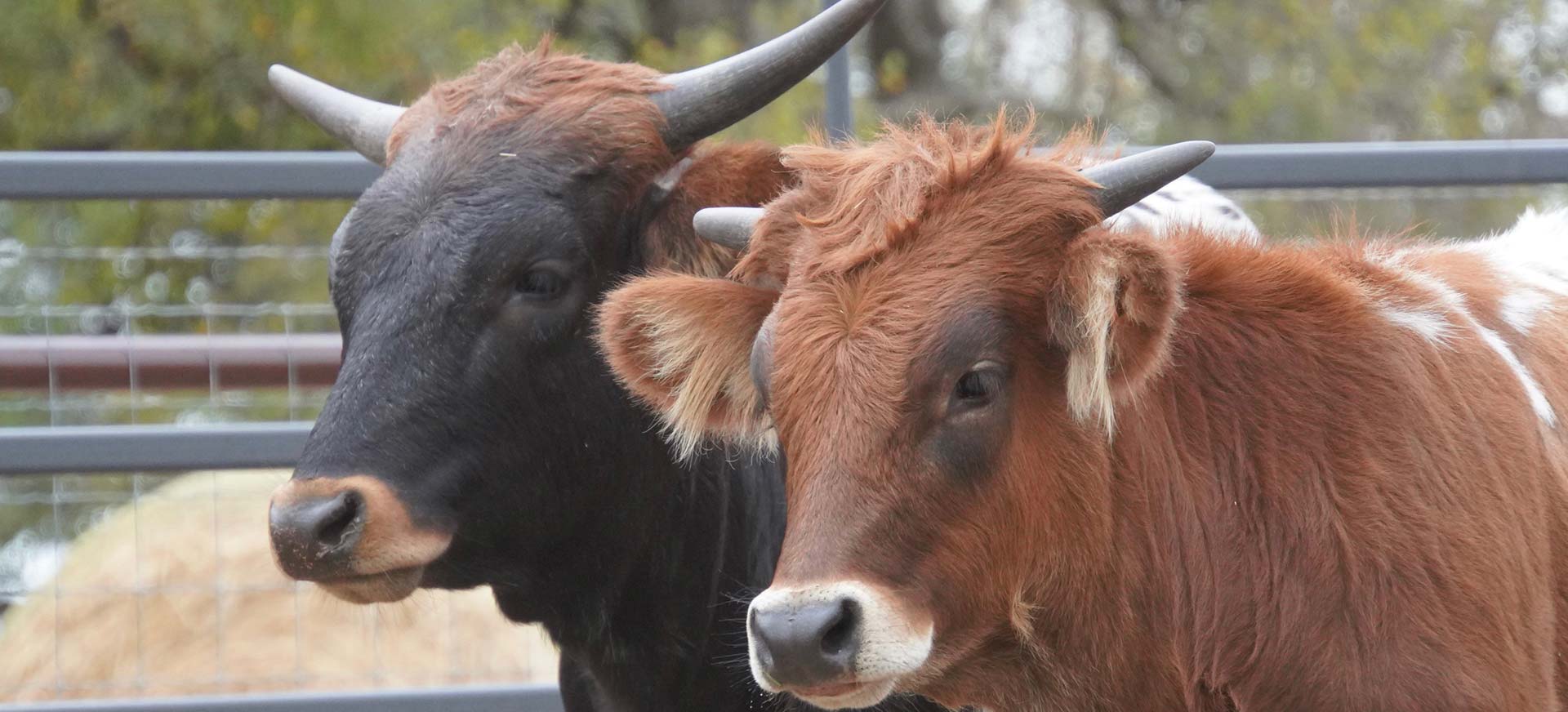 Texas Longhorn heifers for sale