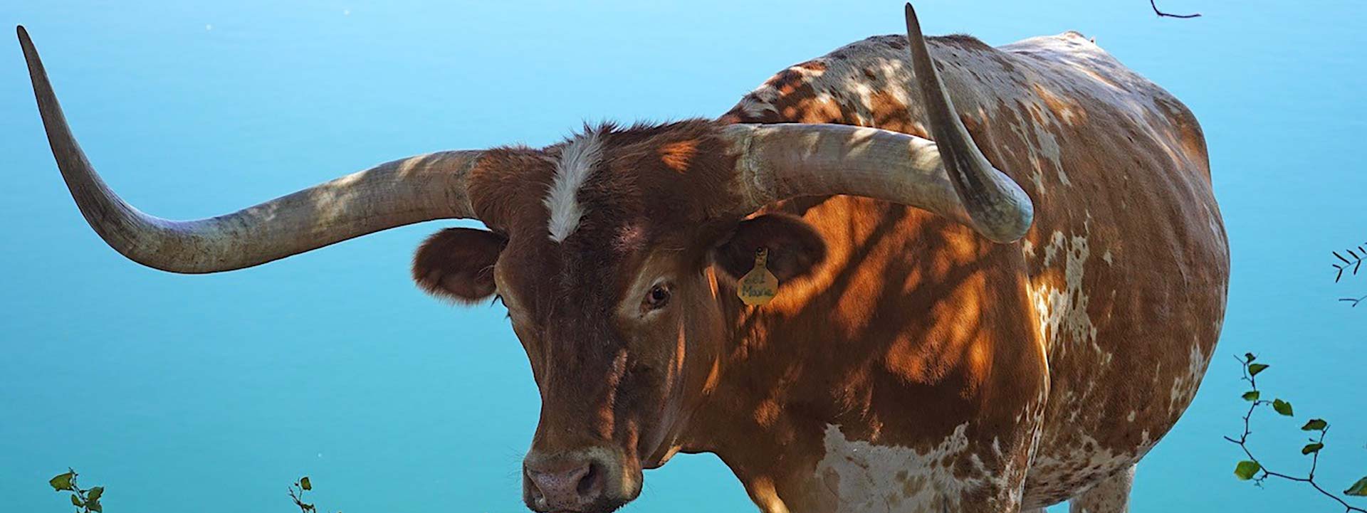 Longhorn Steers for sale in a Texas field